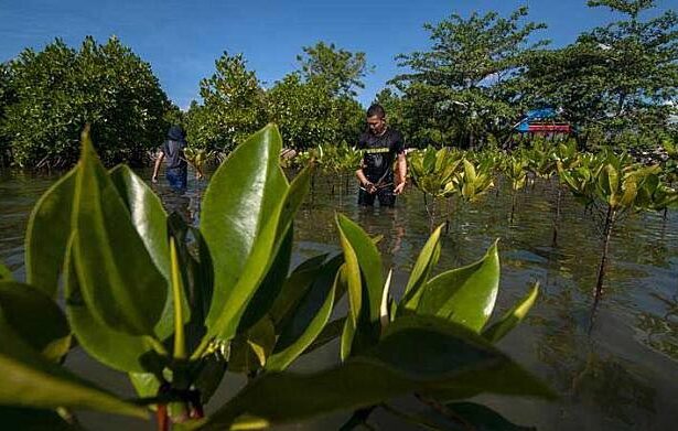 Ilustrasi tanaman mangrove. (©bmzIMAGES/Basri Marzuki)