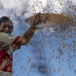 Petani menganginkan bulir padi yangbaru di panen. (© bmzIMAGES/Basri Marzuki)