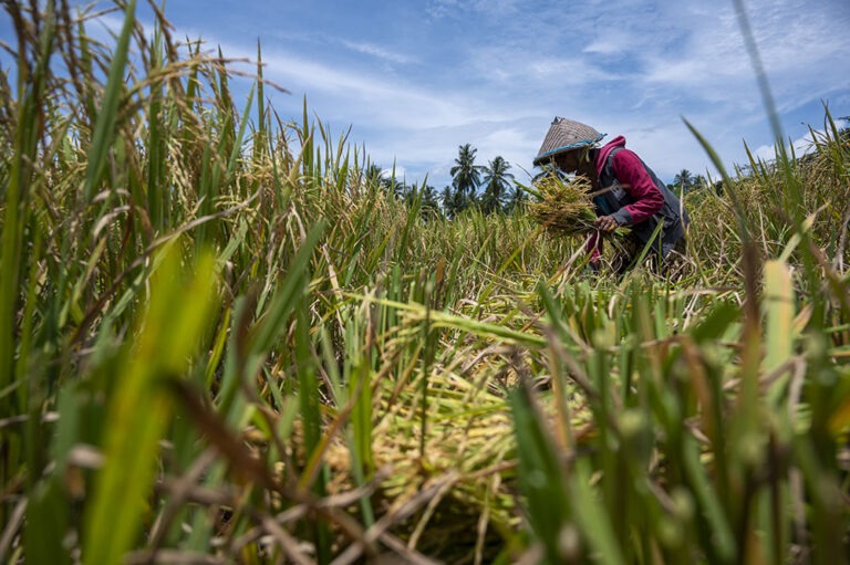 Masalah petani sawah tidak hanya pada pola tanam serentak, namun juga kerawanan cuaca sebagai dampak dari perubahan iklim. Angin kencang kerap kali membuat tanaman padi harus dipanen lebih awal. (foto: bmzIMAGES/Basri Marzuki)