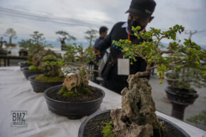 Pameran Tanaman Bonsai, Tampilkan Endemik Palu