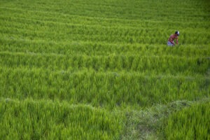 Perubahan Iklim yang Terus Menggerus Petani Padi Sawah