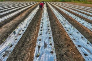 Pupuk Subsidi yang Susah Diperoleh