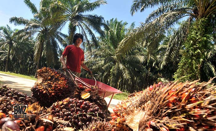 Koalisi EoF Apresiasi Menteri LHK atas Penolakan Sawit Jadi Tanaman Hutan