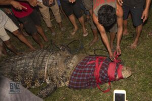 Buaya Legend Itu Akhirnya Terbebas dari Jeratan Ban Bekas