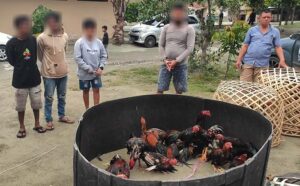 Gerebek Judi Sabung Ayam di Tatanga, Tiga Pelaku Digelandang ke Polres Palu