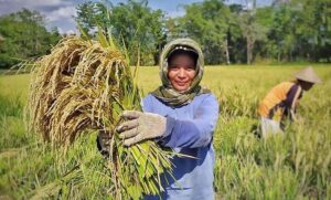 Kelompok Tani Padaidi Manfaatkan Irigasi Program PKPM PT Vale