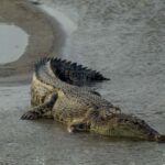 buaya