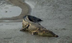 Buaya Liar di Sungai Palu Mulai Resahkan Warga
