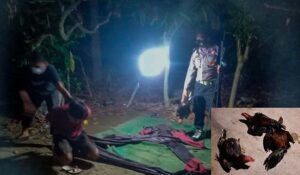 Empat Terduga Judi berserta Ayamnya Digelandang ke Polsek Dolo