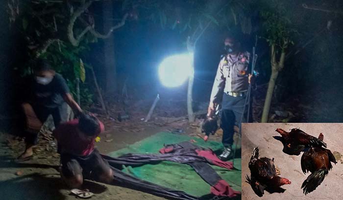 Empat Terduga Judi berserta Ayamnya Digelandang ke Polsek Dolo