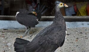 Melihat Burung Maleo Tak Harus ke Banggai, di Palu pun Bisa