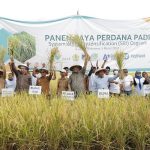 panen perdana padi organik