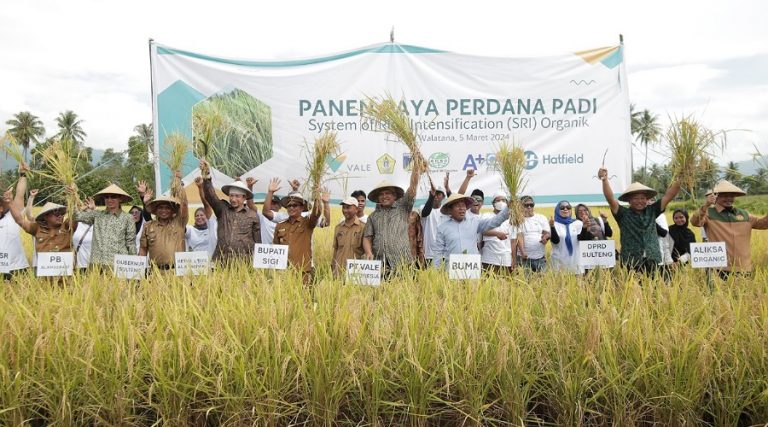 panen perdana padi organik