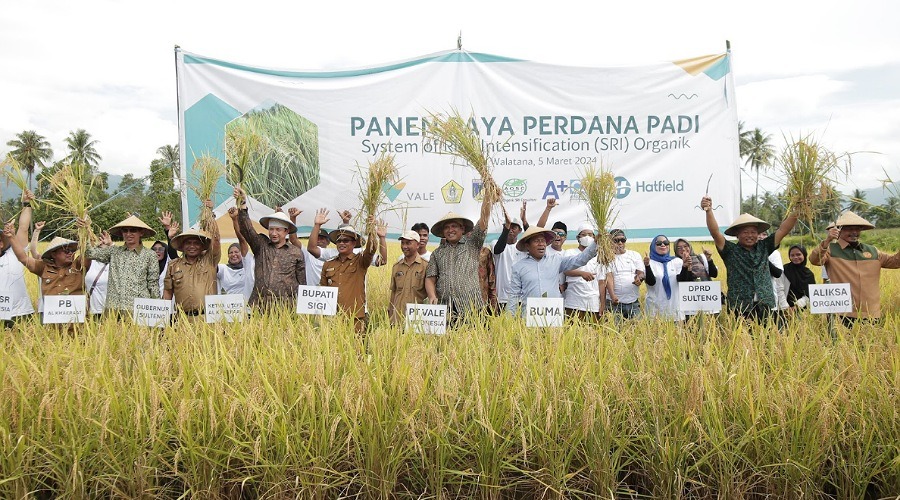 panen perdana padi organik