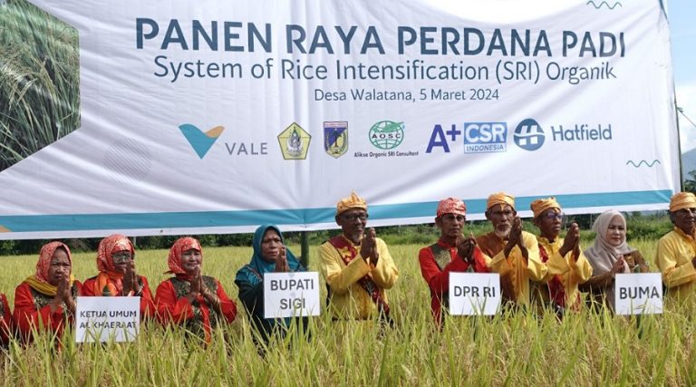 panen perdana padi organik