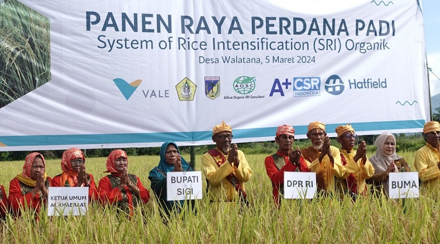 panen perdana padi organik