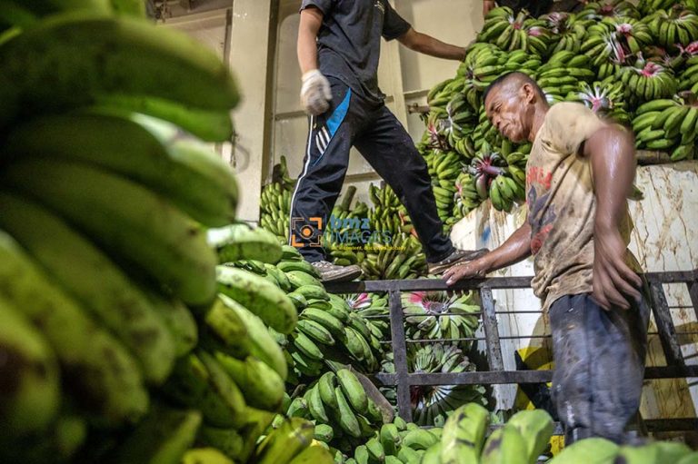 Pekerja menata buah pisang di dalam kapal ferry di Pelabuhan Penyeberangan Taipa, Palu, Sulawesi Tengah, Senin (1/4/2024).