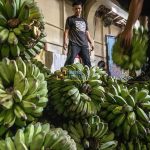 Pekerja menata buah pisang di dalam kapal ferry di Pelabuhan Penyeberangan Taipa, Palu, Sulawesi Tengah, Senin (1/4/2024). Sekitar 20 persen produksi pisang di Kota Palu dan sekitarnya dikirim ke Kalimantan melalui pelabuhan penyeberangan itu yang selain untuk memenuhi kebutuhan lokal, pisang itu juga diolah di Kalimantan untuk diekspor ke Malaysia. bmzIMAGES/Basri Marzuki