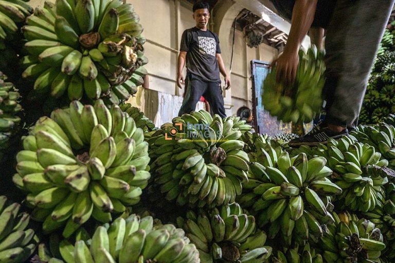 Pekerja menata buah pisang di dalam kapal ferry di Pelabuhan Penyeberangan Taipa, Palu, Sulawesi Tengah, Senin (1/4/2024). Sekitar 20 persen produksi pisang di Kota Palu dan sekitarnya dikirim ke Kalimantan melalui pelabuhan penyeberangan itu yang selain untuk memenuhi kebutuhan lokal, pisang itu juga diolah di Kalimantan untuk diekspor ke Malaysia. bmzIMAGES/Basri Marzuki