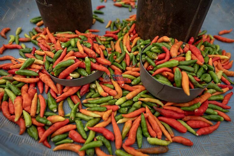 Cabai yang dijual di Pasar Manonda Palu, Rabu (19/6/2024). (bmzIMAGES/Basri Marzuki)