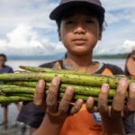 Seorang pelajar menunjukkan propagul atau bibit pohon bakau sebelum ditanam di pesisir pantai Pulau Pangalasiang, Sojol, Donggala, Sulawesi tengah, Sabtu (8/6/2024). (bmzIMAGES/Basri Marzuki)