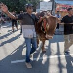 Peternak Agus Muranto (kiri) menggiring sapi kurban bantuan Presiden RI ke tempat penyembelihan di kawasan Masjid Jami Talise, Palu, Sulawesi Tengah, Senin (17/6/2024). (bmzIMAGES/Basri Marzuki)