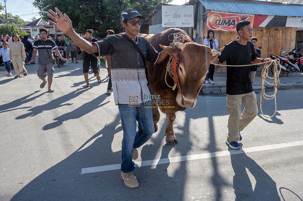 Peternak Agus Muranto (kiri) menggiring sapi kurban bantuan Presiden RI ke tempat penyembelihan di kawasan Masjid Jami Talise, Palu, Sulawesi Tengah, Senin (17/6/2024). (bmzIMAGES/Basri Marzuki)