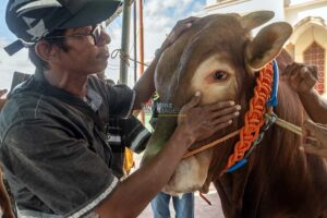 Agus Sedih Lepas Si Arjuno untuk Dikurbankan