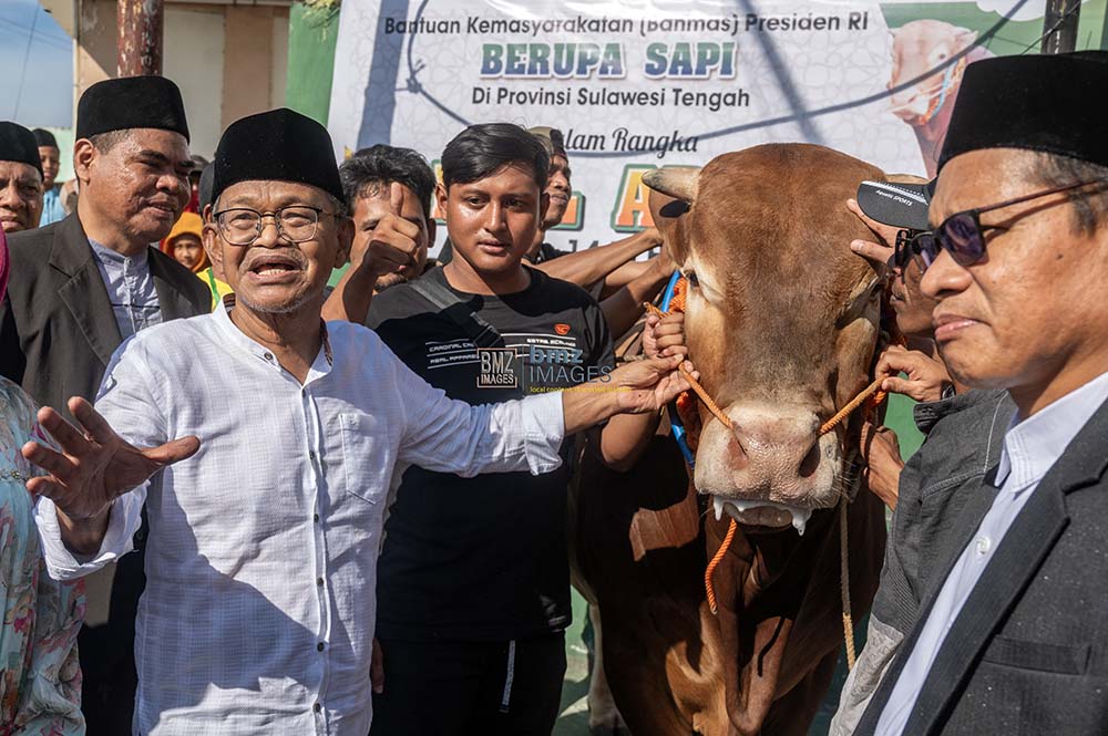 Gubernur Sulawesi Tengah Rusdy Masturan (kiri depan) memegangi sapi kurban bantuan Presiden RI untuk diserahkan ke pengurus Masjid Jami Talise, Palu, Sulawesi Tengah, Senin (17/6/2024). (bmzIMAGES/Basri Marzuki)