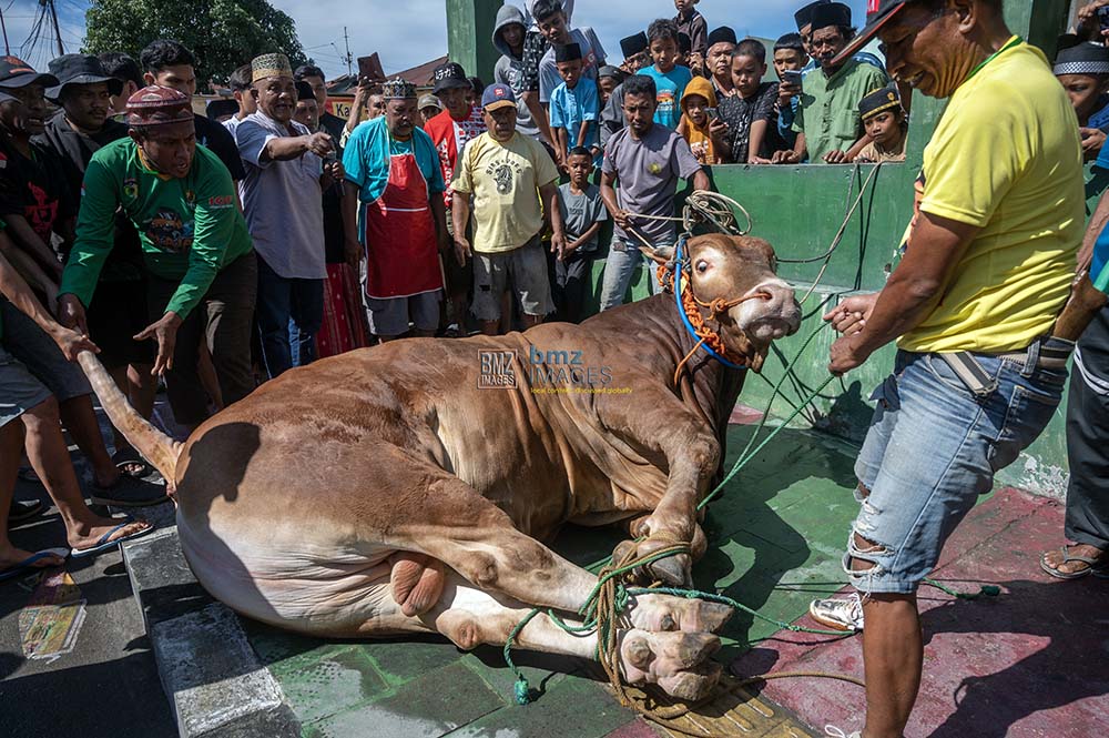 Sejumlah petugas jagal mengikat sapi kurban bantuan Presiden RI untuk disembelih di kawasan Masjid Jami Talise, Palu, Sulawesi Tengah, Senin (17/6/2024). (bmzIMAGES/Basri Marzuki)