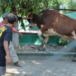 Petugas jagal berusaha mengikat sapi kurban saat akan disembelih di Mapolresta Palu, Senin (17/6/2024). (Foto: HO-Humas Polres Palu)