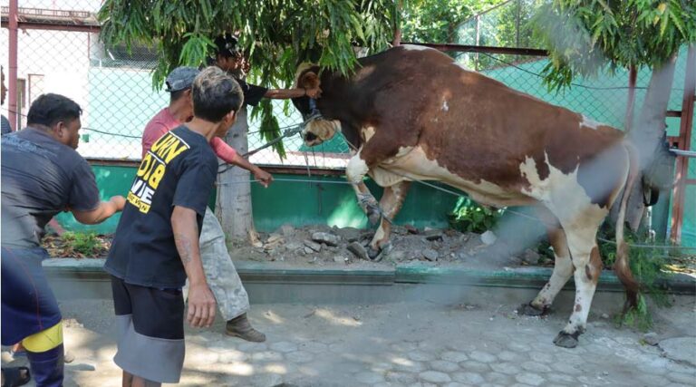 Petugas jagal berusaha mengikat sapi kurban saat akan disembelih di Mapolresta Palu, Senin (17/6/2024). (Foto: HO-Humas Polres Palu)