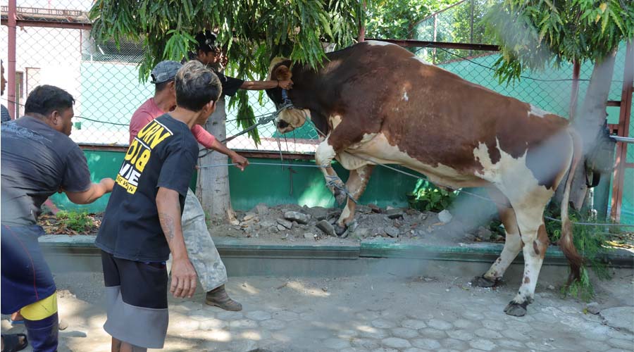 Petugas jagal berusaha mengikat sapi kurban saat akan disembelih di Mapolresta Palu, Senin (17/6/2024). (Foto: HO-Humas Polres Palu)