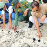 Pelepasan tukik oleh komunitas Lentora di pantai Tanjung Karang Donggala, Sabtu (20/7/2024). (Foto: Ist)
