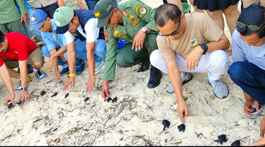 Pelepasan tukik oleh komunitas Lentora di pantai Tanjung Karang Donggala, Sabtu (20/7/2024). (Foto: Ist)