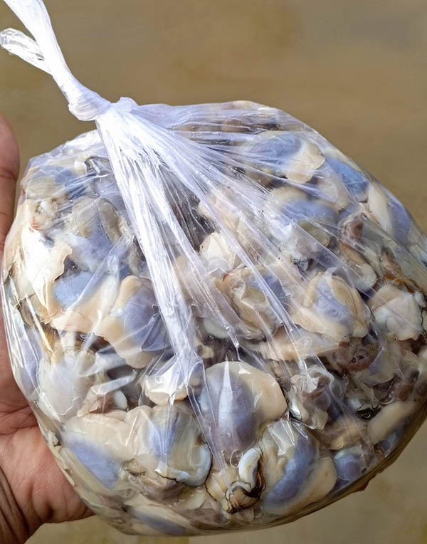 Meti (Pilsbryoconcha exilis) ini diolah menjadi bahan bahan dasar pembuatan cemilan dalam kemasan.