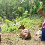 Bhabinkamtibmas memperhatikan ternak sapi yang mengidap penyakit Bali-Ziekte di Desa Bulan Jaya, Kecamatan Ampana Tete, Kabupaten Tojo Unauna, Sulawesi Tengah, Selasa (30/7/2024). (Foto: Humas Polres Touna)