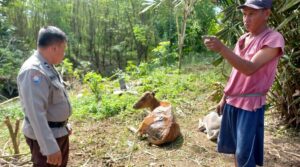 Ditemukan Sapi Idap Penyakit Bali-Ziekte di Desa Bulan Jaya Tojo Unauna