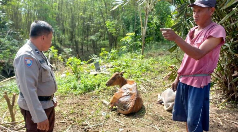 Bhabinkamtibmas memperhatikan ternak sapi yang mengidap penyakit Bali-Ziekte di Desa Bulan Jaya, Kecamatan Ampana Tete, Kabupaten Tojo Unauna, Sulawesi Tengah, Selasa (30/7/2024). (Foto: Humas Polres Touna)