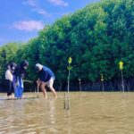 Sejumlah anggota komunitas pecinta alam menanam mangrove menandai peringatan Hari Mangrove Sedunia di pesisir Desa Mertasari-Kelurahan Maesa, Kecamatan Parigi, Kabupaten Parigi Moutong, Jumat (26/7/2024). (Foto: LPAP El Capitan Indonesia)
