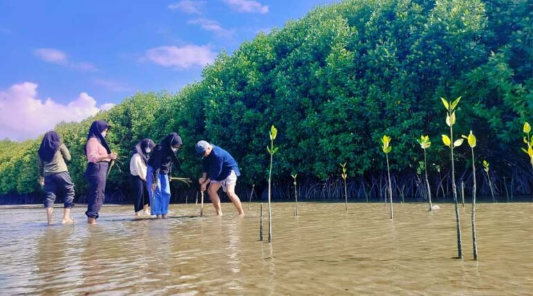Sejumlah anggota komunitas pecinta alam menanam mangrove menandai peringatan Hari Mangrove Sedunia di pesisir Desa Mertasari-Kelurahan Maesa, Kecamatan Parigi, Kabupaten Parigi Moutong, Jumat (26/7/2024). (Foto: LPAP El Capitan Indonesia)