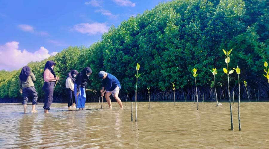 Sejumlah anggota komunitas pecinta alam menanam mangrove menandai peringatan Hari Mangrove Sedunia di pesisir Desa Mertasari-Kelurahan Maesa, Kecamatan Parigi, Kabupaten Parigi Moutong, Jumat (26/7/2024). (Foto: LPAP El Capitan Indonesia)