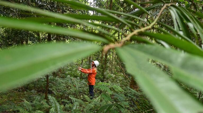 Seorang pengunjung mengamati pepohonan Hutan Himalaya di kawasan pertambangan nikel PT Vale Indonesia di Sorowako, Luwu Timur, Sulawesi Selatan, Jumat (2/8/2024). Hingga akhir Juni 2024, PT Vale Indonesia telah merehabilitasi lahan bekas tambangnya menjadi hutan hijau seluas 3.780 hektare dari 5.761 hektare luasan area tambang atau sekitar 65 persen dan telah menanam lebih dari 4,83 juta bibit pohon sebagai komitmen terhadap praktik pertambangan berkelanjutan. bmzIMAGES/Basri Marzuki