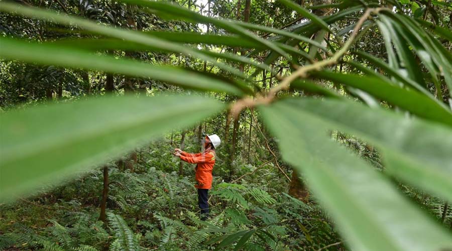 Seorang pengunjung mengamati pepohonan Hutan Himalaya di kawasan pertambangan nikel PT Vale Indonesia di Sorowako, Luwu Timur, Sulawesi Selatan, Jumat (2/8/2024). Hingga akhir Juni 2024, PT Vale Indonesia telah merehabilitasi lahan bekas tambangnya menjadi hutan hijau seluas 3.780 hektare dari 5.761 hektare luasan area tambang atau sekitar 65 persen dan telah menanam lebih dari 4,83 juta bibit pohon sebagai komitmen terhadap praktik pertambangan berkelanjutan. bmzIMAGES/Basri Marzuki