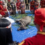 Prosesi penyembelihan kerbau pada pembukaan Festival Danau Lindu Novmber 2023 silam. (Foto: bmzIMAGES/Basri Marzuki)