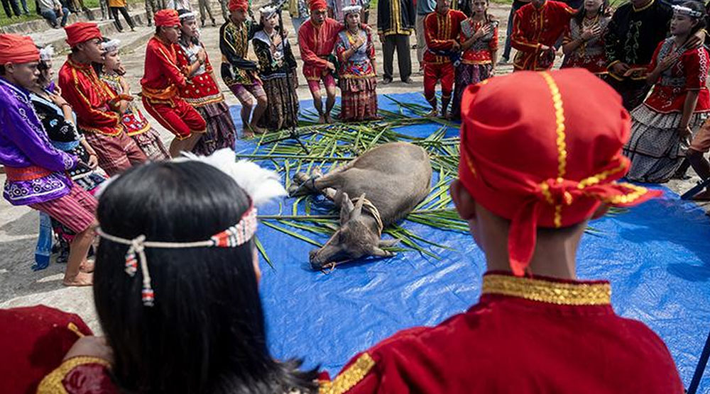Prosesi penyembelihan kerbau pada pembukaan Festival Danau Lindu Novmber 2023 silam. (Foto: bmzIMAGES/Basri Marzuki)