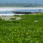 Nelayan melepas eceng gondok yang tersangkut di pukatnya di Danau Lindu, Desa Tomado, Sigi, Jumat (6/9/2024). (rindang.ID/basri marzuki)