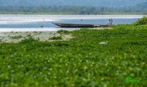 Tumbuhan Eceng Gondok Terus Meluas di Danau Lindu