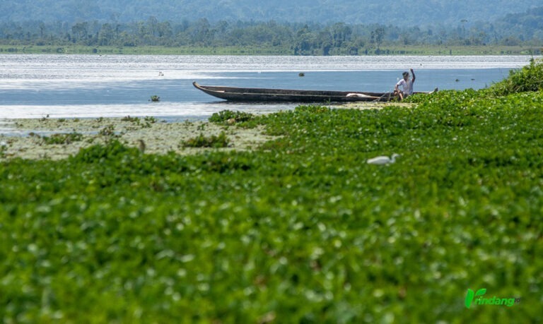 Nelayan melepas eceng gondok yang tersangkut di pukatnya di Danau Lindu, Desa Tomado, Sigi, Jumat (6/9/2024). (rindang.ID/basri marzuki)