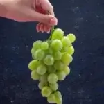 ilustrasi anggur shine muscat (freepik.com/KamranAydinov) Artikel ini telah tayang di Idntimes.com dengan judul "Bahaya Residu Pestisida pada Anggur Shine Muscat". Klik untuk baca: https://www.idntimes.com/health/medical/laili-zain-damaika-1/bahaya-residu-pestisida-pada-anggur-shine-muscat.